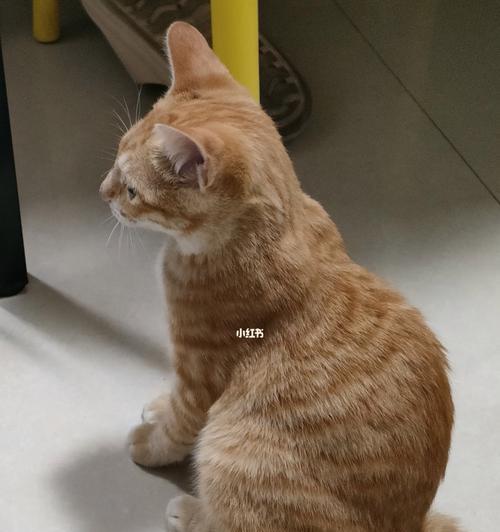 怎样让宠物猫咪快乐玩耍？
