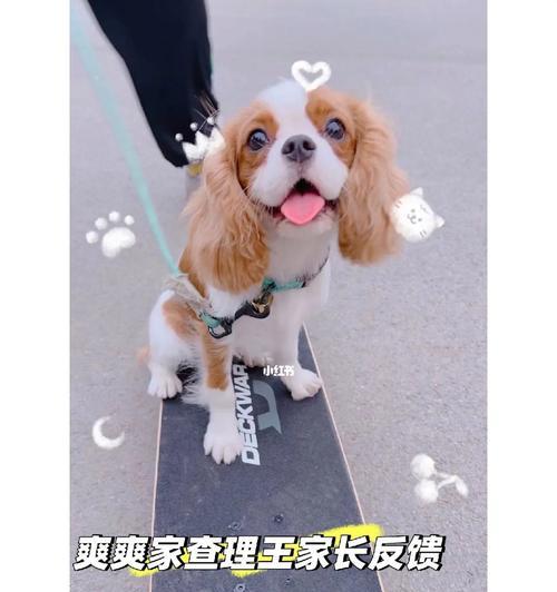 骑士查理王小猎犬——忠诚伴侣（拥有高雅外表和忠诚品质的宠物）