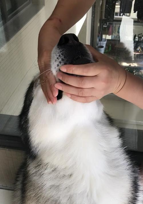 轻松喂狗狗吃药的技巧（以宠物为主，让狗狗开心吃药）