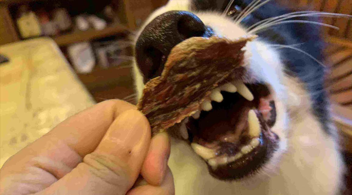 轻松清除狗狗眼屎的小技巧（解决犬类眼屎问题的有效方法）