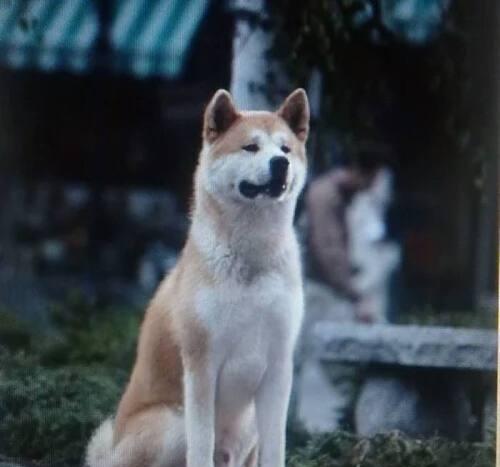 让秋田犬焕发家庭美容魅力（以宠物为主的DIY美容妙招，让你轻松打造秋田犬的美丽形象）