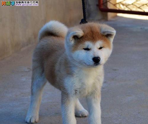 如何训练秋田犬？