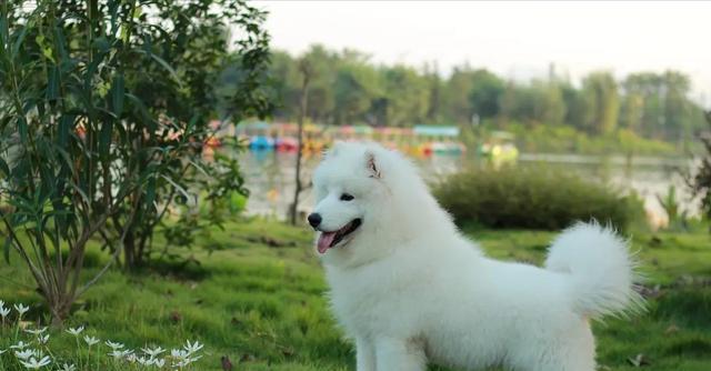 秋田犬智商排名如何？（了解秋田犬的智商水平，提升养宠技能）