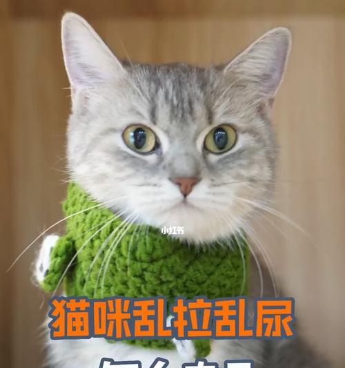 如何让宠物猫咪保持良好的运动习惯？（5个简单易行的方法帮助你的猫咪保持健康与活力）