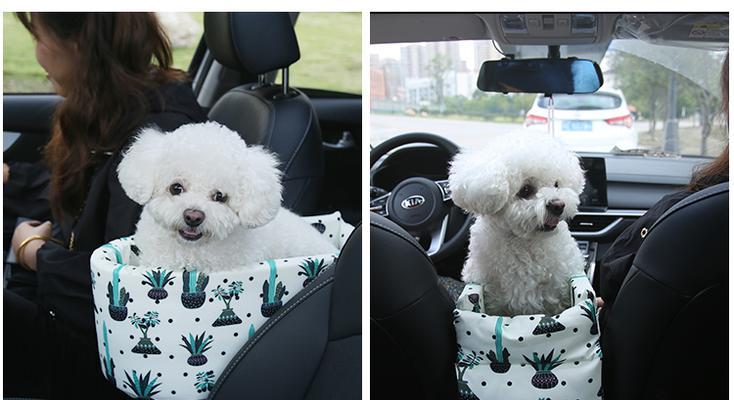 如何让泰迪犬愉快地坐车？（15个小技巧教你正确运输你的泰迪犬）