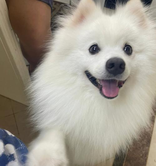 探秘日本尖嘴犬的饮食习惯（了解健康宠物饮食的重要性）