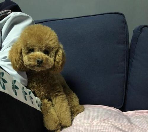 如何保护泰迪犬的肉垫（宠物护理中的重要细节，让泰迪健康生活）