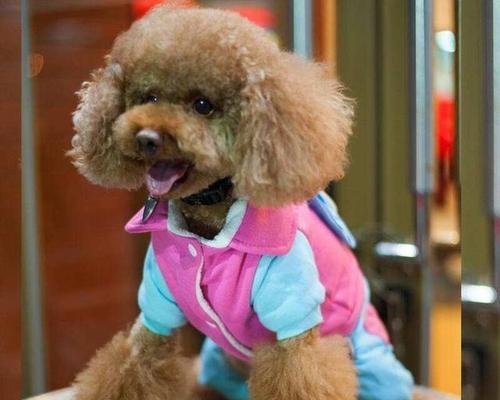 如何挑选外观优美的泰迪犬作为你的宠物？（从外观特征看，如何选择一只适合自己的泰迪犬？）