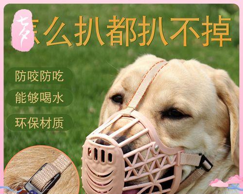 宠物狗的咬坏东西问题（如何防止狗狗乱咬东西）