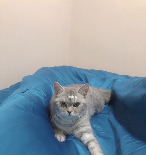 宠物脱毛怎么办？教你防止猫咪脱毛（宠物主人必看！防止猫咪脱毛的小妙招）