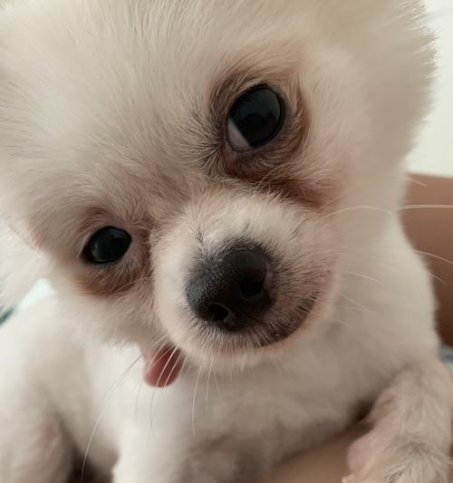 如何有效改善宠物犬的泪痕问题（解决宠物泪腺问题的方法和技巧）