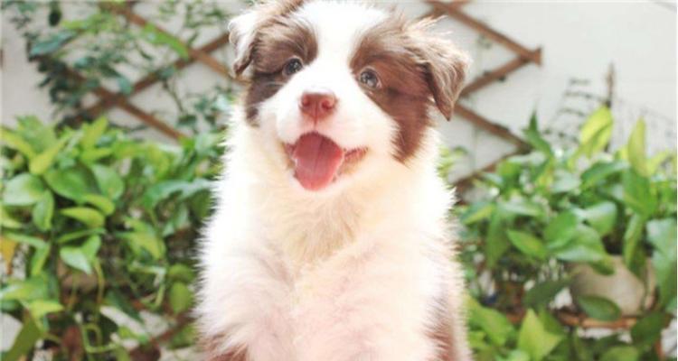 如何为边境牧羊犬进行专业美容？