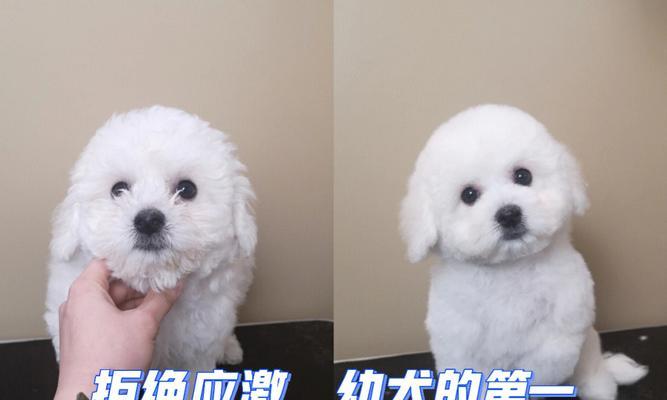 初生幼犬洗澡指南（宠物初学者必看，从洗澡开始养成健康习惯）