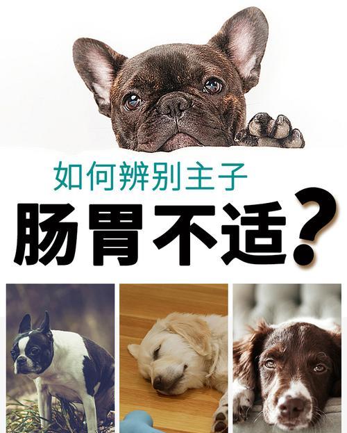 如何给宠物狗狗补充益生菌（从口服到食物选择，让你的狗狗更加健康）