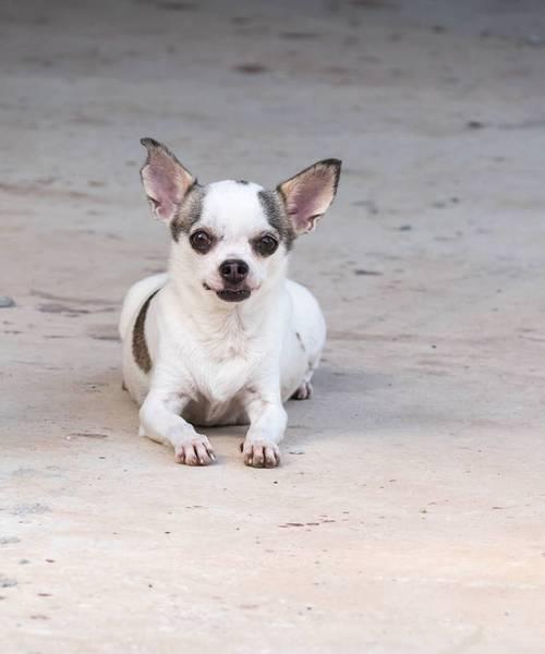 如何正确清洁吉娃娃的牙齿（宠物犬牙齿清洁的重要性及正确方法）