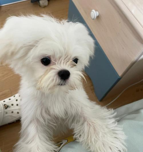 如何为马尔济斯犬洗澡（照顾你的宠物是一种责任，让你的马尔济斯犬保持干净和健康）