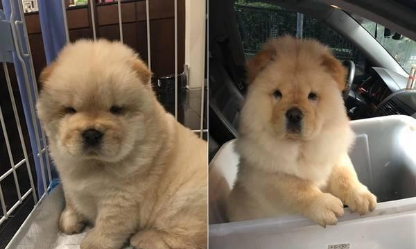 松狮犬耳道清理指南（以宠物为主，让你的松狮犬摆脱耳道问题）