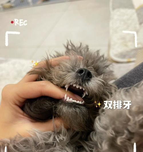 泰迪犬的牙齿清洁（为什么要清洁泰迪犬的牙齿？）