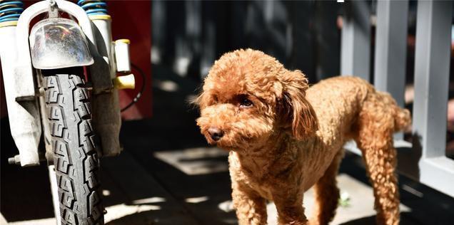 和泰迪犬建立深厚感情的秘诀（一步步教你和宠物成为最好的朋友）