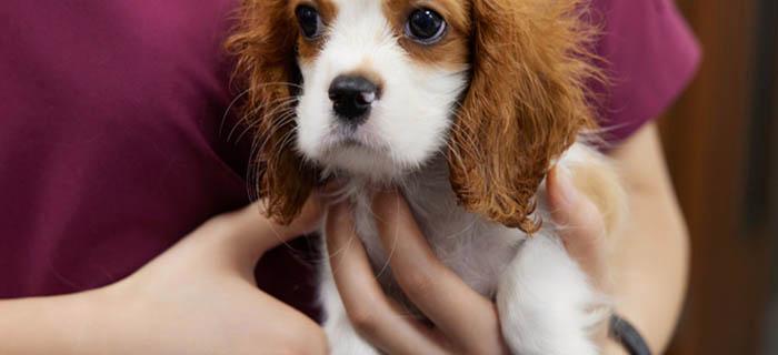 如何正确地护理比格犬的耳朵（掌握5步法，让你的比格犬远离耳部疾病）