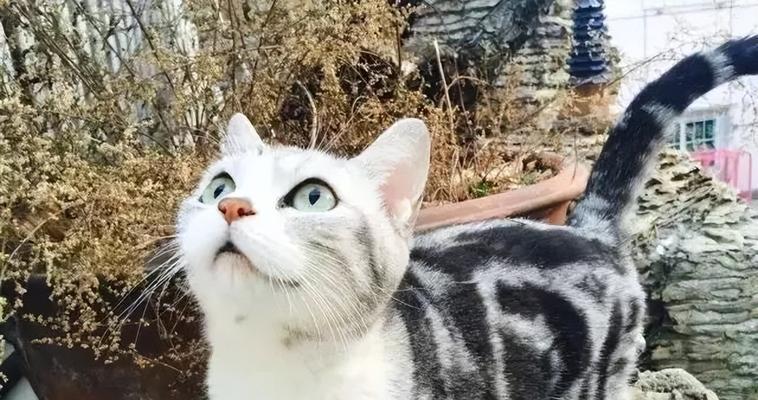 如何护理好美国短毛猫（宠物爱好者必看！了解如何照顾您的美国短毛猫）