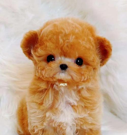 泰迪犬的耳朵护理（让你的泰迪犬摆脱耳部问题）