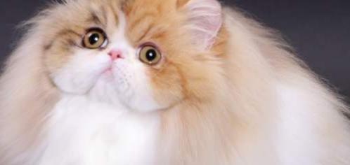 怎样护理长毛猫的毛发（从洗澡到梳理，让你的猫咪更美丽）