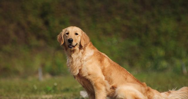 如何安全接近陌生的金毛犬（以宠物为主，探讨如何与金毛犬建立友好关系）