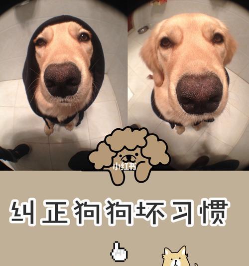 纠正狗狗的坏习惯（让你的宠物变得更听话）