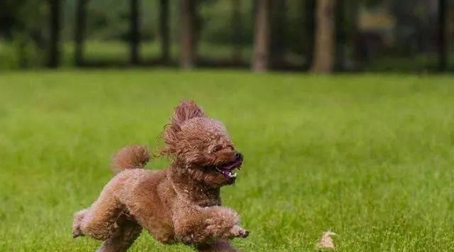 如何判断泰迪犬是否抑郁？（从行为和身体方面察觉泰迪犬的情绪变化）