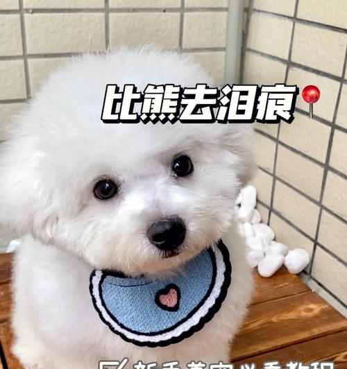 教你清除比熊犬泪痕的正确方法（宠物比熊犬泪痕的清除技巧和注意事项）