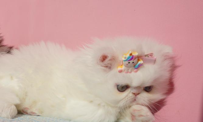 解决波斯猫泪痕问题的实用方法（轻松应对宠物泪痕难题，让爱猫焕然一新）