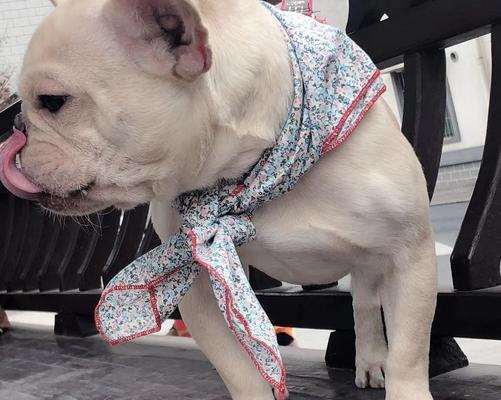 教你如何让宠物狗变成绅士犬（从这15个方面，让你的狗狗变得更有绅士气质）