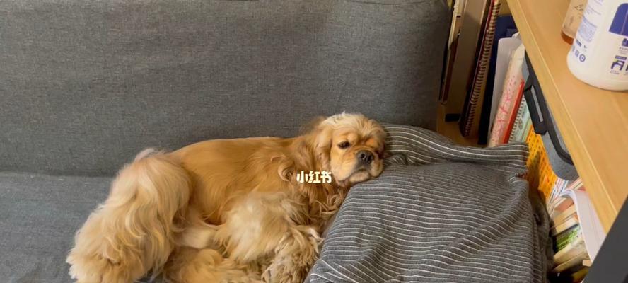 让爱犬改掉坏习惯的正确方法（宠物教育，让你的狗狗更可爱）