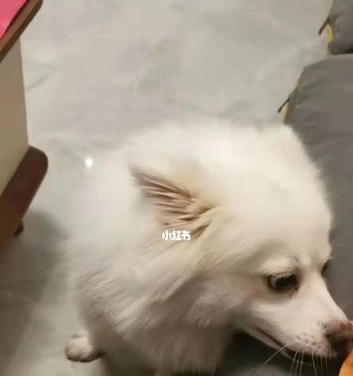 让宠物狗狗毛发更光亮的秘诀（如何通过饮食、护理和健康保健让你的狗狗变得更加美丽）