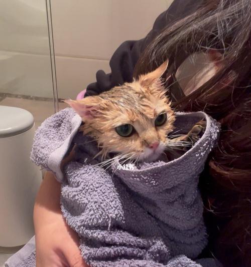 让宠物猫不再害怕洗澡（关于如何正确给猫洗澡的实用技巧，让你的小猫咪不再惧怕水）