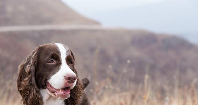 英国史宾格犬的喂养方法（从幼犬到成年犬，让你的英国史宾格犬健康快乐成长）