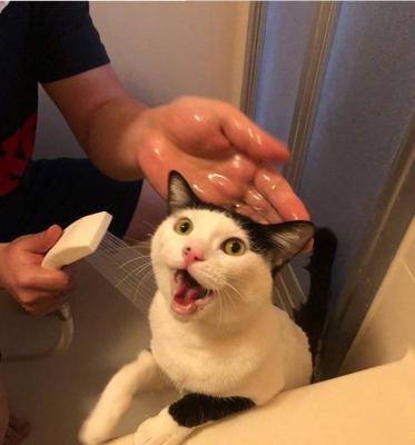 如何正确给猫咪洗澡（宠物护理必知，让你的猫咪爱上洗澡）