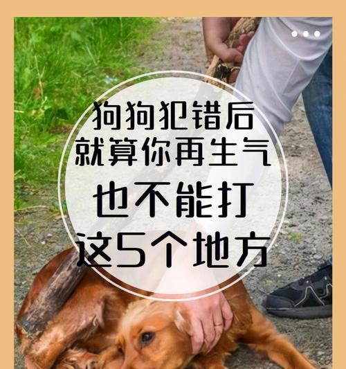 如何判断狗狗是否生气？（掌握这些技巧，让你的宠物更健康快乐）