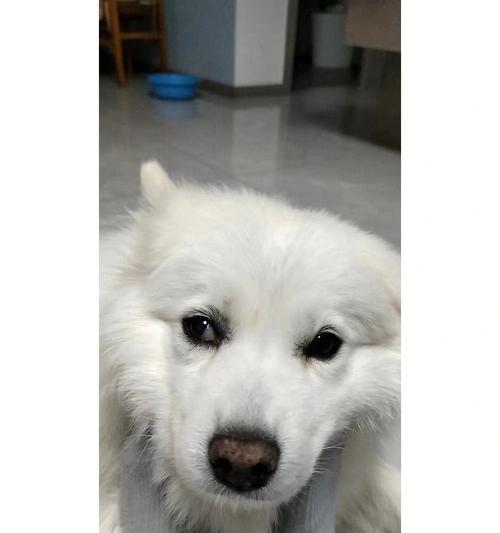 萨摩呜呜叫的含义（探究萨摩犬的行为语言，帮你更好地了解你的宠物）