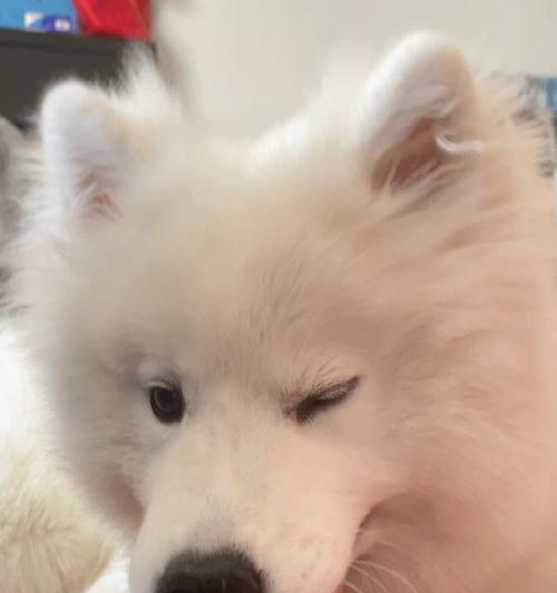 如何解决宠物萨摩耶的乱咬问题（从培训方法到日常维护，教你如何让宠物行为更规范）