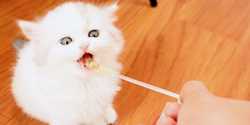 如何科学喂养三个月大的猫？（了解猫咪饮食习惯，合理安排食量）