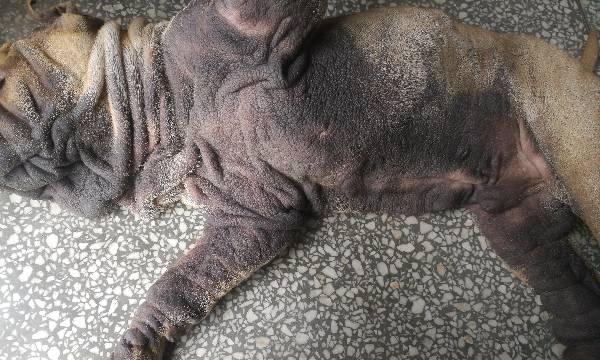 沙皮犬为何会肚子变大？（探究沙皮犬肚子大的原因及预防措施）