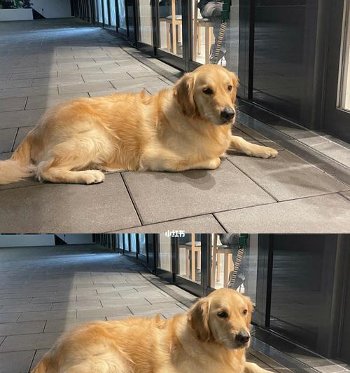 探究金毛犬肥胖的原因及预防方法（从饮食、运动和生活习惯方面入手，让宠物更健康）