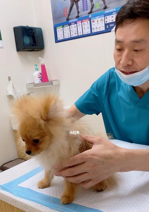 狗狗疫苗接种时间详解（以宠物为主，科学防病先行）