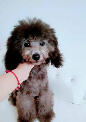 泰迪狗狗的尴尬期及应对方法（探秘宠物泰迪狗狗在成长过程中的尴尬期，分享如何帮助它度过难关）