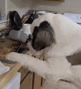 如何处理圣伯纳不吃东西的问题？（宠物饮食问题的解决方案）