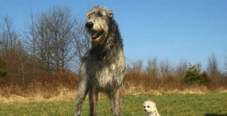 如何解决宠物圣伯纳犬一直叫的问题（科学方法让你的圣伯纳犬不再吵闹）