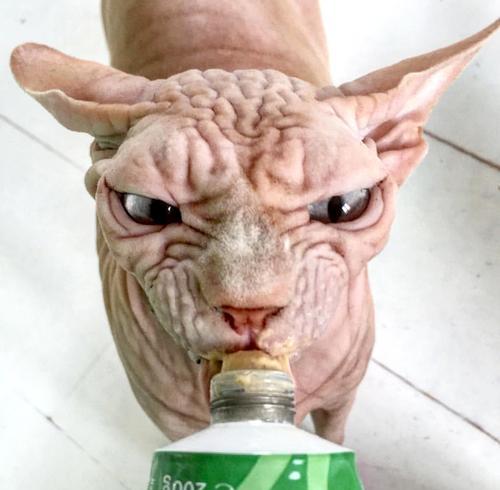 如何让你的斯芬克斯猫不臭——宠物养护技巧（斯芬克斯猫的特点和需要注意的事项）