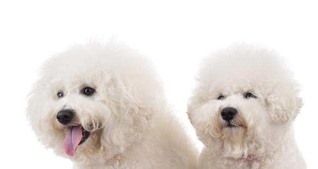 如何饲养健康快乐的比熊犬？（宠物比熊犬的注意事项，让你成为出色的主人）